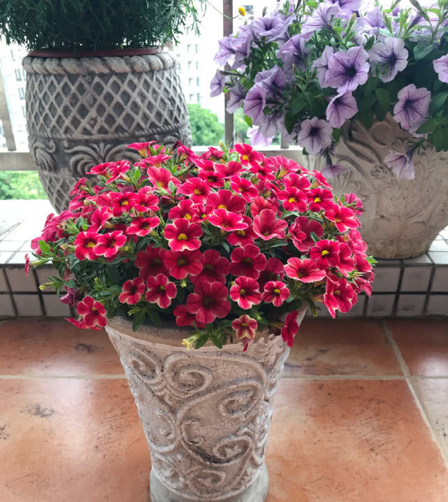  [种植]最容易开“爆盆”的花，花期几个月，花色清新种植起来非常容易！