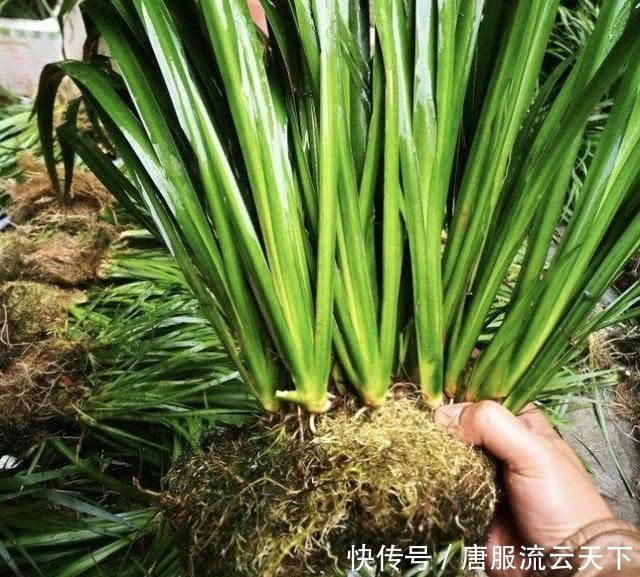 『花卉』有1种“野草”,生长在潮湿的小溪边,人称“石菖蒲”,有价值!