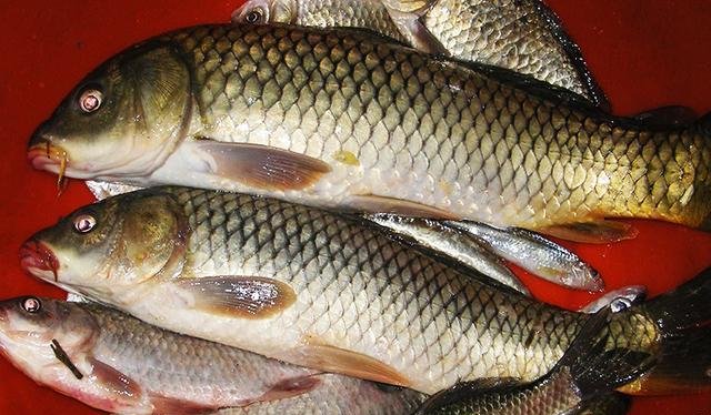  『麦粒』不起眼的麦粒，这样加工一下，不仅能钓鲫鱼，鲤鱼草鱼也能钓