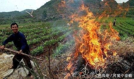 环保连放“三招”: 禁养、停工、禁烧, 农民呼吁: 别让环保“变了