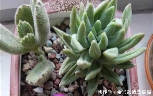 『肉质的叶子』多肉半死不活,浇水也不行教你3招,吹气般的胖起来