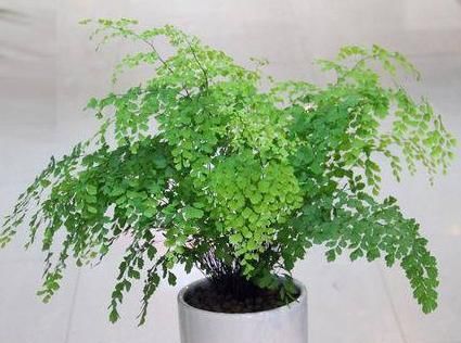  『喜阴喜湿』卫生间异味重？养上这“4种植物”，卫生间摆2-3盆，空气更清新