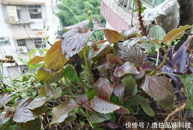  花盆@春天来了，酸咪草都开了，紫苏都种活了！