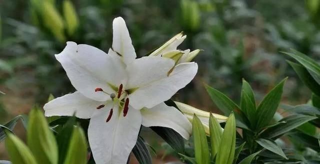  「植株开花之后」这几种花最受老人的欢迎，快给家里老人养一盆吧