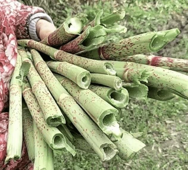  「抢手货」农村娃最爱吃的“酸筒杆”，出口到国外后却成外国人