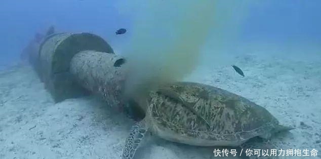 长滩潜水遭遇反胃一幕，濒危绿海龟竟在水下排污管觅食