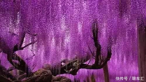 神奇大自然,世界上最壮丽的16棵树,每个都如梦如幻