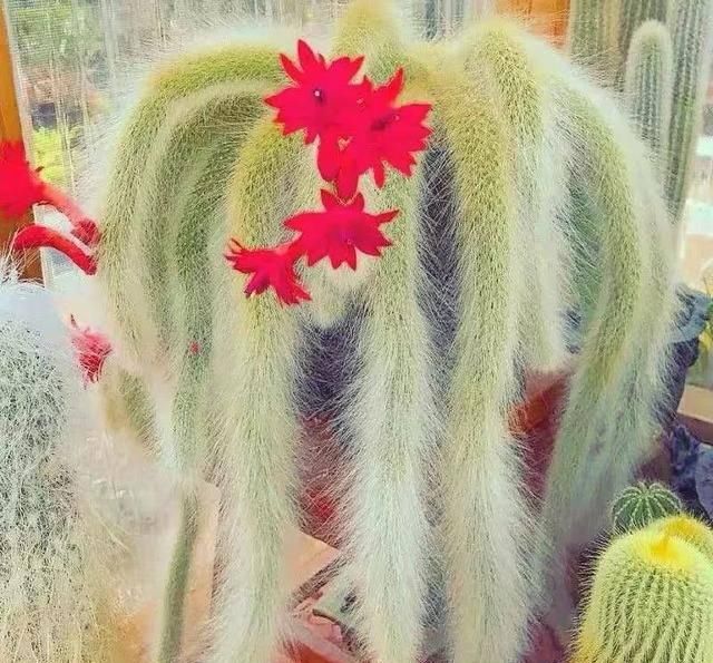 『家里』家里养七种毛绒绒的植物,乖萌又有趣,满满的少女心