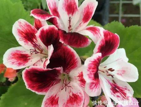  每种■110种天竺葵，每种都超美，看看你认识多少种？