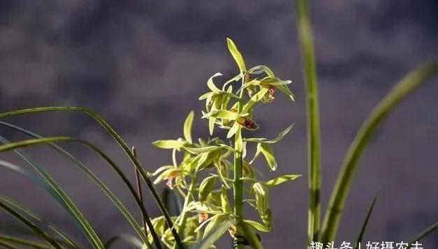 【兰花】兰花为什么不香,除了这4个原因,没有其他的