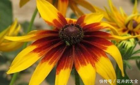 蓝色风暴■新手养花,不如养盆花中精品“紫雾泡泡”,似粉嫩公主,娇艳美丽