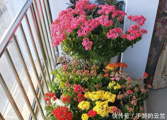  #懒人#阳台养几盆“懒人”花，个个花枝招展，一个月不浇水，也能猛开花
