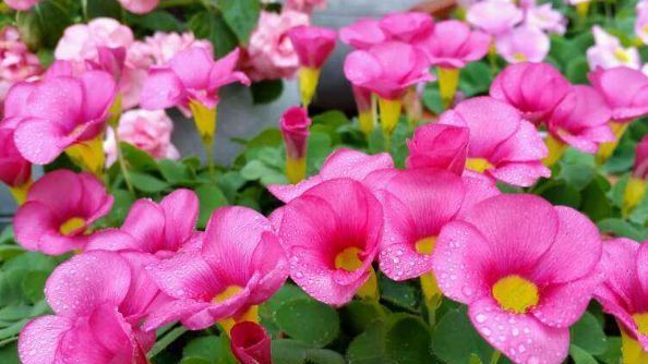  #家养#家养五种花,花开一丛丛,繁花似锦,美如仙境!