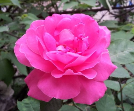 牡丹:养月季,不如养“天方夜谭”,开花媲美牡丹,花香飘溢满屋,秀美