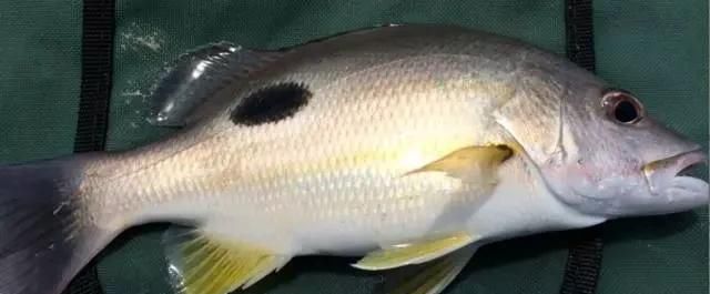  「东山叫红」46种海钓常见的鲷类鱼，最后一种高价的鱼原来也是鲷鱼，才知道