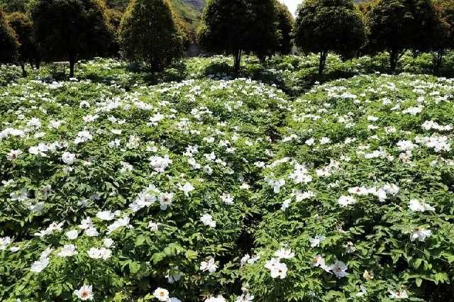  「丫山牡丹」嘘！她就是南陵本土集美貌与才华于一身的花仙子