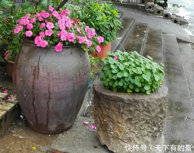 【拿来】30斤的大水缸,拿来养花成宝贝,怪不得都抢着要!