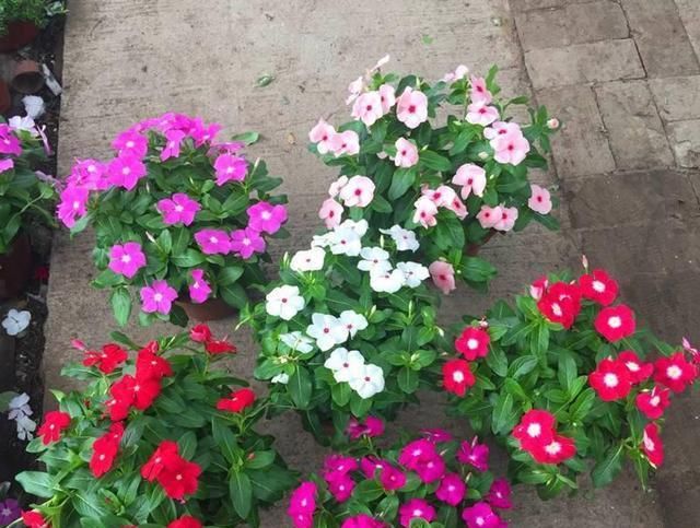  『枝繁叶茂』养四季梅这样修剪一下，开花多四倍，枝繁叶茂，一盆种出很多盆