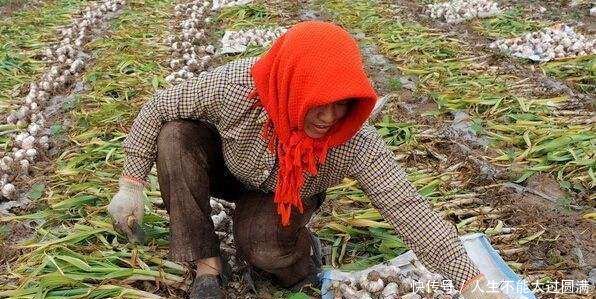 种蒜的农民都活该大蒜每亩至少赔1000元，你知道吗