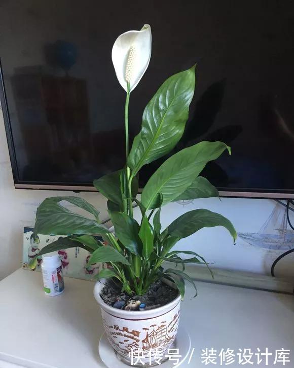  『技巧』养花技巧：一帆风顺开花小，不开花，掌握3点，花开不断养爆盆！