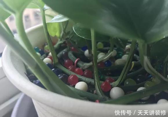  『绿萝』养花技巧：春天赶紧扦插绿萝，扯根枝插3盆，5种方法个个好活！