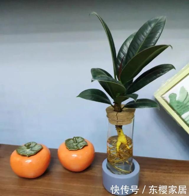  #试试#养不好的花，试试无土水培，几天长出大白根，还能开花呢！