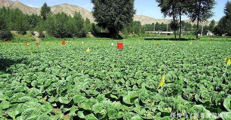  [收益]农村一种菜逐渐替代了大白菜，现在种植一斤5元，每亩收益