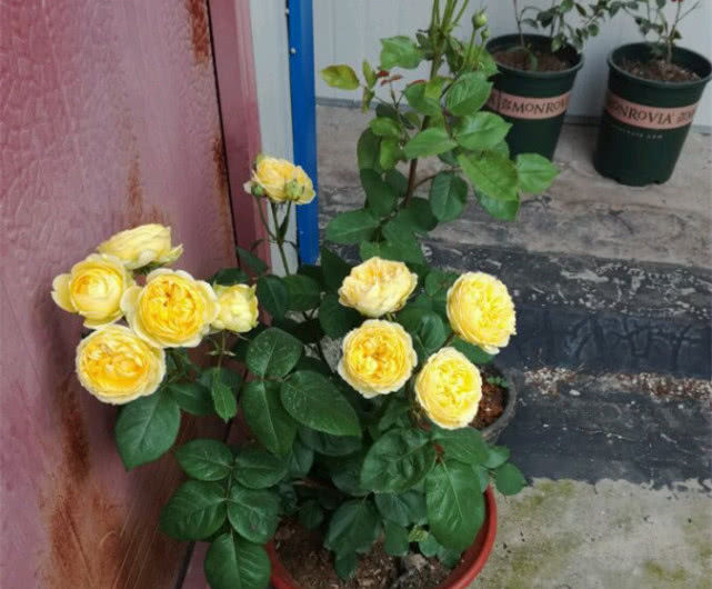  『值得』花型似玫瑰，“好养易活”四季有花开，此盆栽花值得入手！