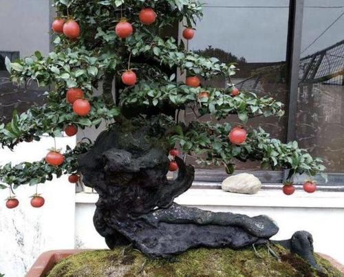 『种植』“名贵”的1种树，若在家种植2棵，10年后价值翻9倍，还镇宅！