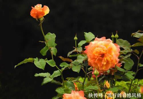 『肥料』月季花什么时候施肥比较好,需要注意什么?