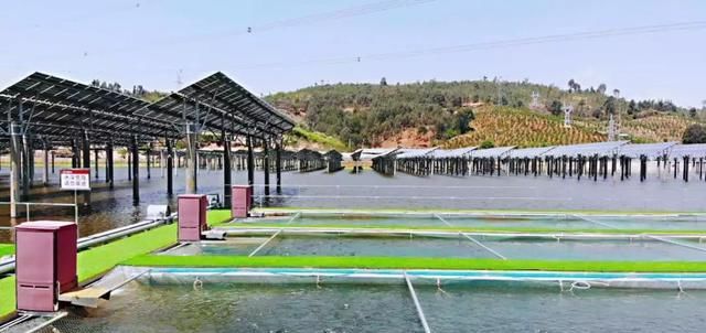  「鱼塘」一天打鱼5万斤！这片光伏鱼塘，养殖量是普通鱼塘的十倍