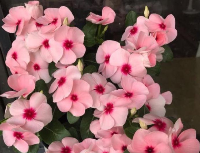 『家里』这几种花很适合家里养,寓意美好花期长,开花娇艳爆满盆,特好养