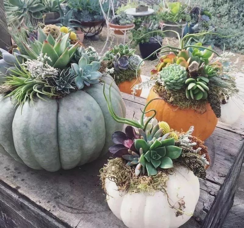 种满多肉的小院,原来比花园还美!