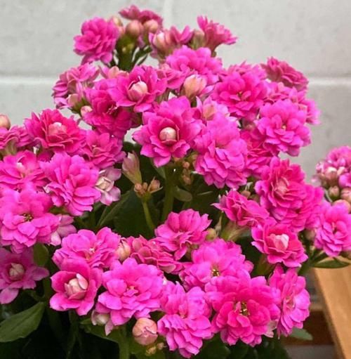 「呼呼」花期超长的6种花，颜色鲜艳又好养，天再冷也照样呼呼开！