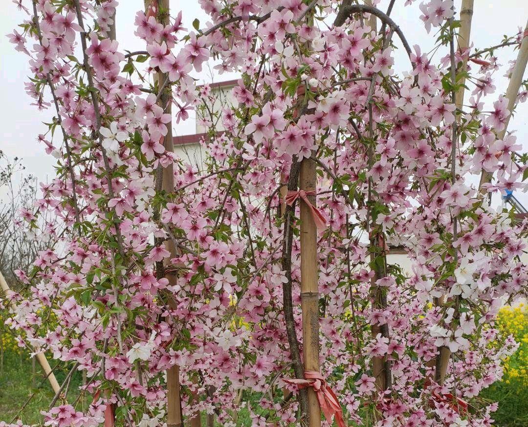 「贴梗海棠」10种春天路边常见的先开花后长叶植物