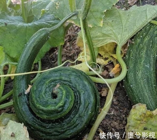 20张罕见的照片,忍不住分享下