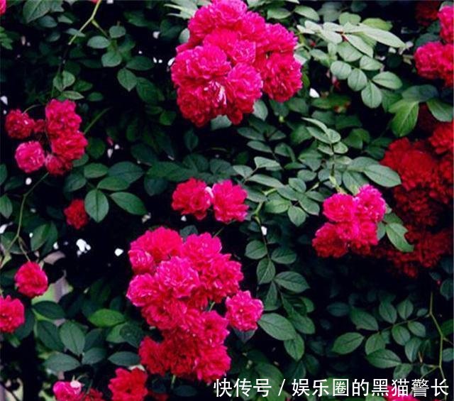  「院子」绿萝赶快扔了吧！此花院子里种2棵，好养易成活，院子变花海