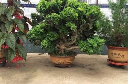  「丑花」养这三种“丑花”，四季翠绿，不开花还带刺，却能招福镇宅