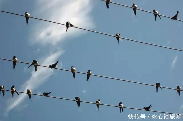 燕子不落苦寒之家，不进愁家门，他们是怎么判断的呢？