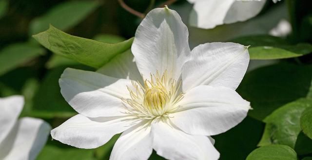『养易』养花养个四季常开的,花朵鲜艳美丽,好养易打理,很美很优雅