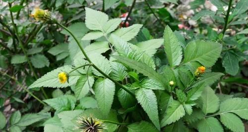  人称@人称“鬼都怕”，农民见了就拔，殊不知价值，如此珍贵