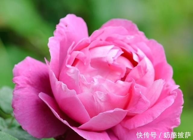 『玫瑰』大约罐子玫瑰,这种方法,黑斑点,白粉,红蜘蛛网,快来