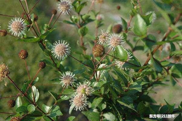 河边这野草,人称水杨梅,如今被当盆栽,却不知
