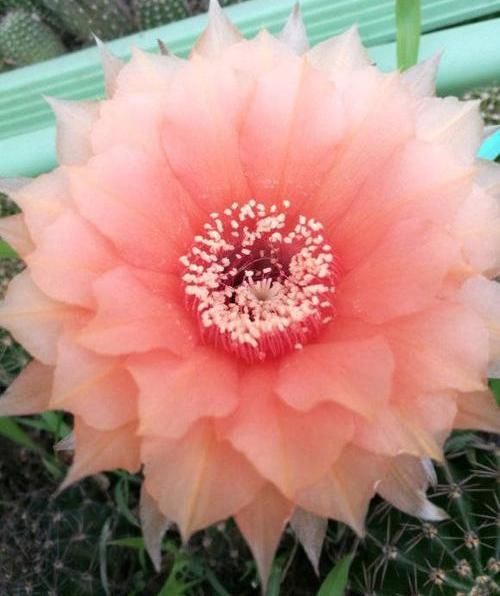  「绿萝」?养花养不活？试试这4种，“植物杀手”都能养活，爆盆不费劲