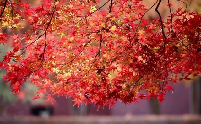 阅尽秋色，却道秋是武汉江夏山色浓！