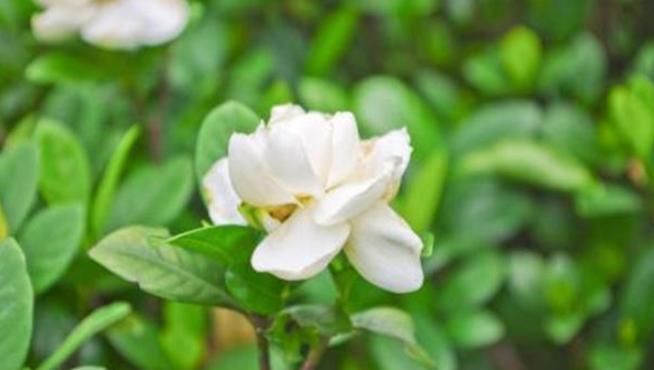  「轻松」十年老花农养栀子花，轻松开出馥郁大花，花开不停香飘十里