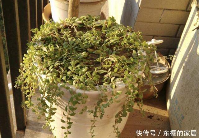 『观赏价值』夏天,在瓦房上有“2种草”,看到请保护,如今珍贵,能当盆栽