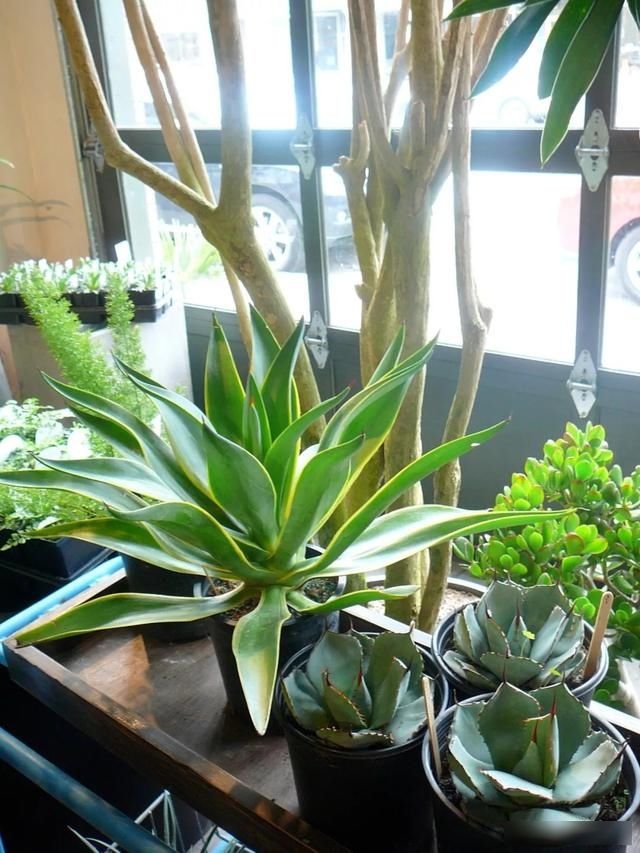 【充足】能在炎热暴晒环境下生长的8种观赏植物,你会选哪一种呢?