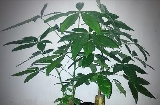  [怕水]这花最怕水，一浇就烂根，旱一旱反而枝繁叶茂！