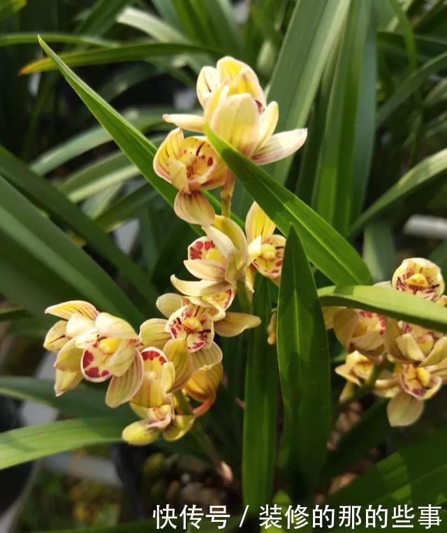 花型|建兰金荷,花型独特有“奇香”,价格很宜,适合新手养的兰花
